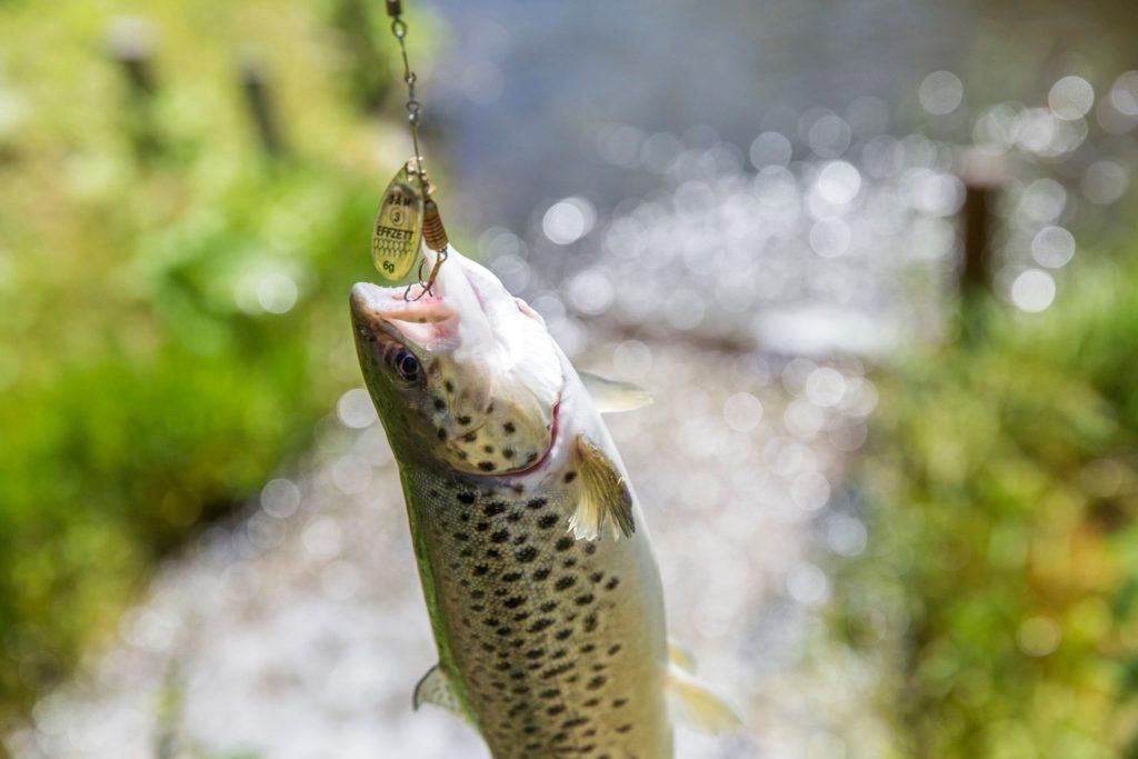 Bergforelle Fischzucht Steiermark