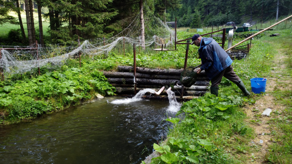 Fischzucht am Forellenhof Joglland